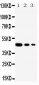 Anti-Cullin 2 Antibody
